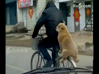 dog in the trunk