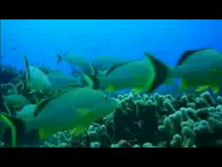 underwater pyramids. the secret of yonaguni.